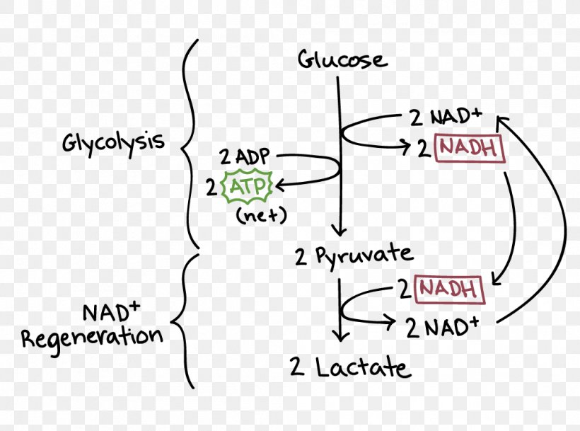 Cellular Respiration Glycolysis Ethanol Fermentation Anaerobic Respiration, PNG, 1042x775px, Watercolor, Cartoon, Flower, Frame, Heart Download Free