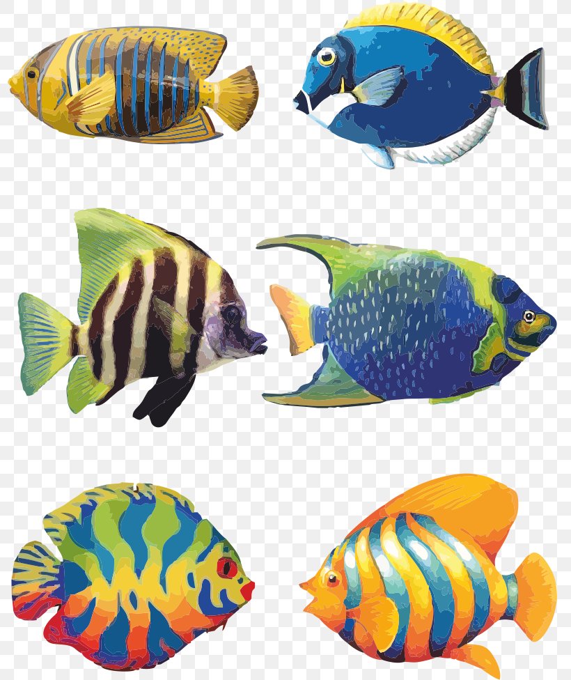 Koi Angelfish Tropical Fish Drawing, PNG, 800x976px, Koi, Angelfish