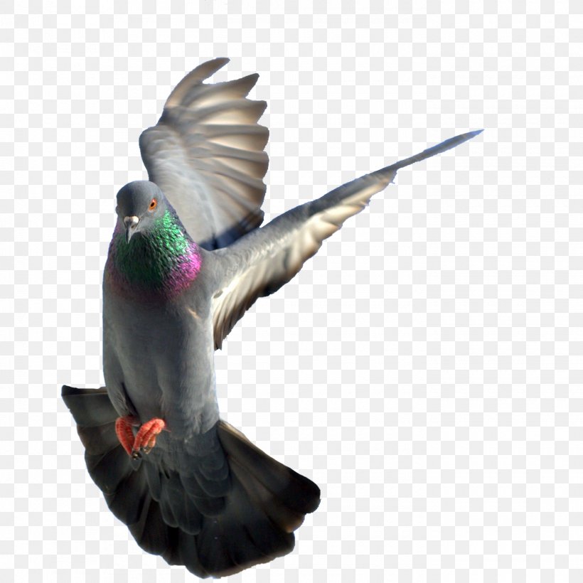 Rock Dove Columbidae Bird, PNG, 1400x1400px, Rock Dove, Beak, Bird, Columba, Columbidae Download Free