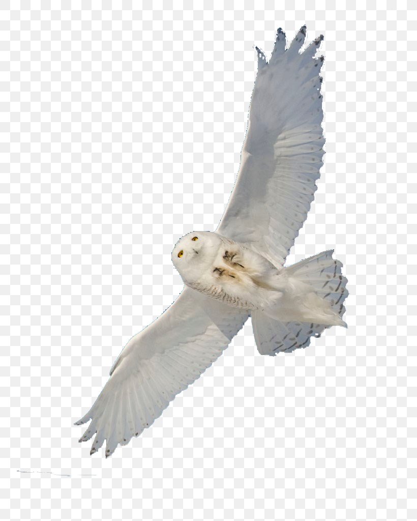 Snowy Owl Bird Hawk, PNG, 754x1024px, Owl, Accipitriformes, Animal, Barn Owl, Beak Download Free