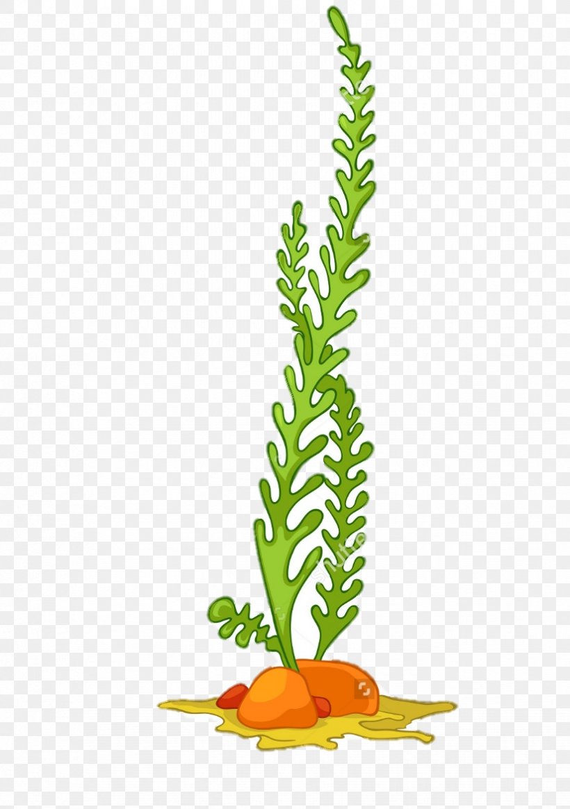 Algae Seaweed Aquatic Plants Clip Art, PNG, 825x1173px, Algae, Aquarium Decor, Aquatic Plants, Cartoon, Drawing Download Free