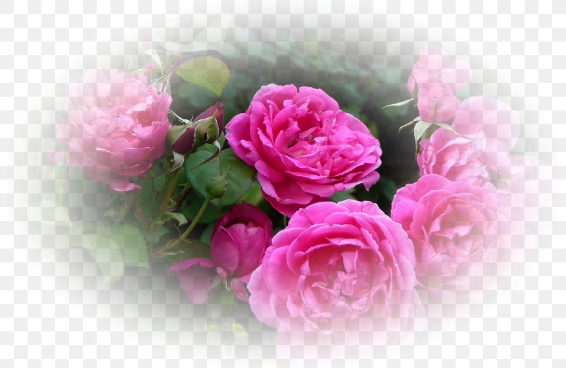 Garden Roses Centifolia Roses Floral Design Cut Flowers, PNG, 799x533px, Garden Roses, Artificial Flower, Centifolia Roses, Cut Flowers, Floral Design Download Free