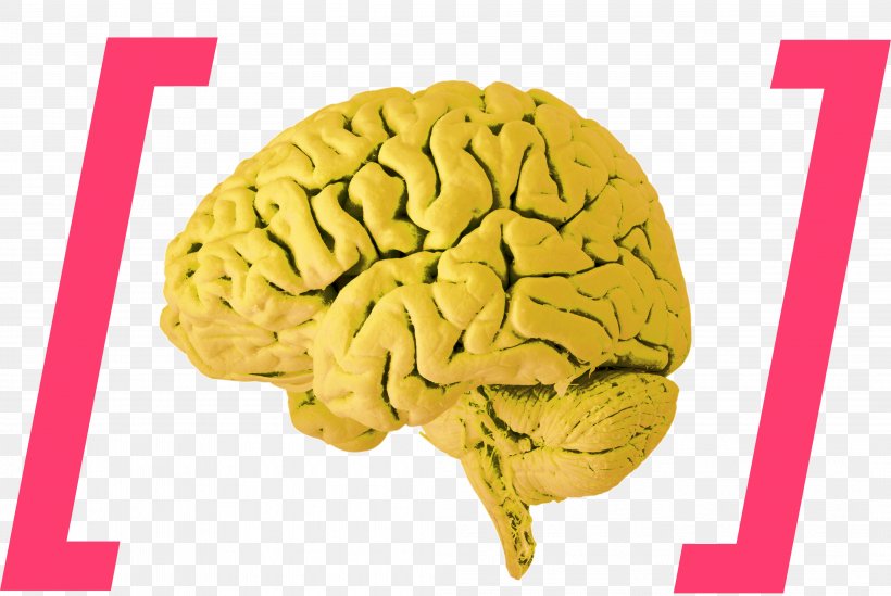 Human Brain Brain Stimulation Brain Damage, PNG, 4181x2800px, Watercolor, Cartoon, Flower, Frame, Heart Download Free