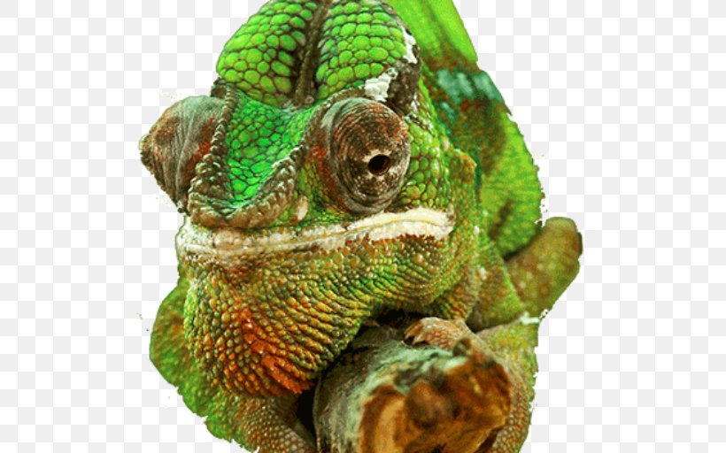 Chameleons Reptile 4K Resolution Desktop Wallpaper 5K Resolution, PNG, 512x512px, 2k Resolution, 4k Resolution, 5k Resolution, 8k Resolution, Chameleons Download Free