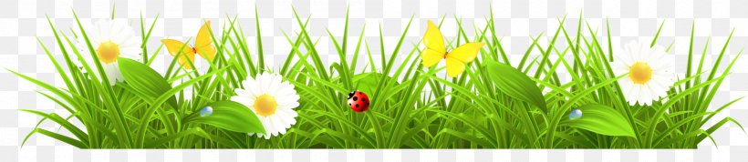 Flower Clip Art, PNG, 2000x435px, Flower, Commodity, Grass, Grass Family, Lawn Download Free