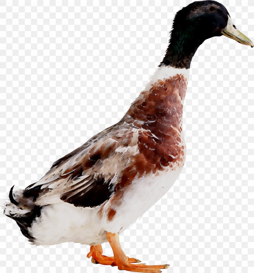 Mallard Goose Duck Fauna Feather, PNG, 2143x2302px, Mallard, Beak, Bird, Duck, Ducks Geese And Swans Download Free