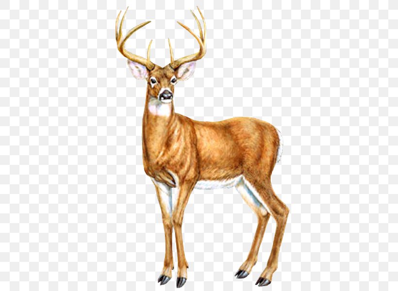 Reindeer Moose Red Fox Drawing, PNG, 600x600px, Deer, Animal, Antler, Bears, Child Download Free
