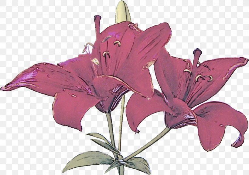 Flower Lily Plant Pink Purple, PNG, 1300x916px, Flower, Lily, Petal, Pink, Plant Download Free