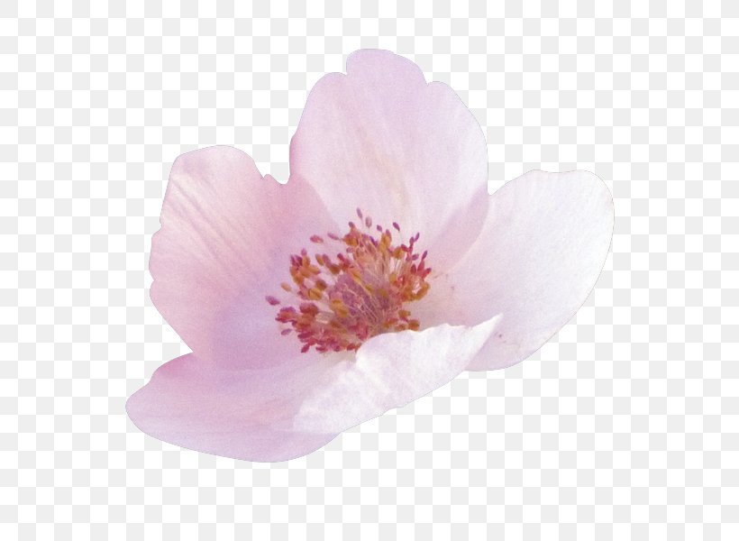 Flower Petal Light, PNG, 774x600px, Flower, Blossom, Chart, Cherry Blossom, Diario As Download Free