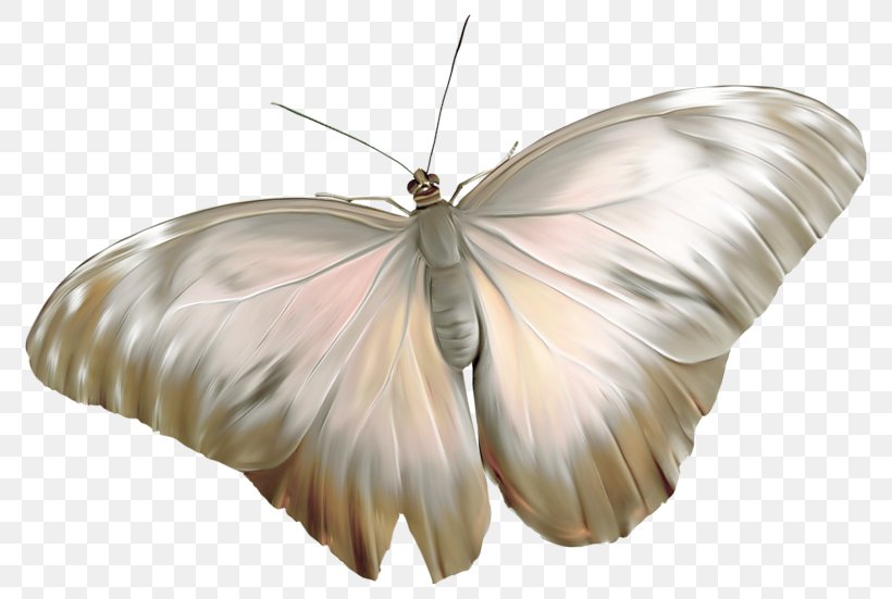 Butterfly Digital Image Insect, PNG, 800x551px, Butterfly, Arthropod, Blog, Bombycidae, Digital Image Download Free