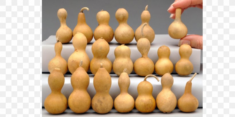 Cucurbita Gourd Ipu Jewellery Winter Squash, PNG, 1200x600px, Cucurbita, Apple Pay, Bowling Equipment, Bowling Pin, Gourd Download Free