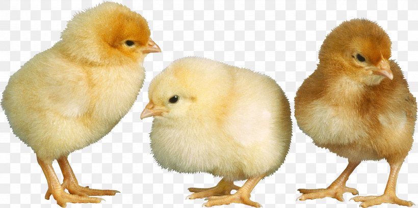 American Pekin Duck Chicken Bird Broiler, PNG, 2800x1396px, American Pekin, Beak, Bird, Broiler, Chicken Download Free