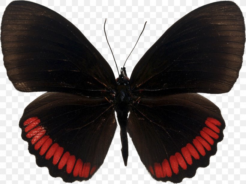 Butterfly Insect Red Greta Oto Stock Photography, PNG, 1186x886px, Butterfly, Arthropod, Brush Footed Butterfly, Butterflies And Moths, Color Download Free