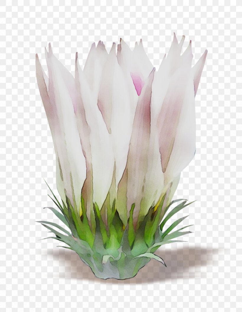 Cut Flowers Pink M Flowering Plant Herbaceous Plant, PNG, 847x1089px, Cut Flowers, Flower, Flowering Plant, Grass, Herbaceous Plant Download Free