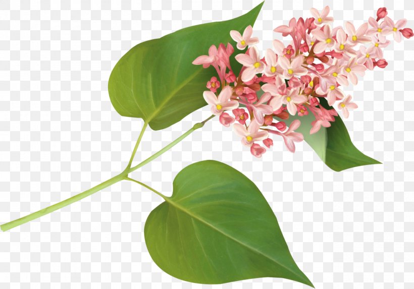 Flower Pink Clip Art, PNG, 1280x895px, Flower, Branch, Flora, Flower Bouquet, Flowering Plant Download Free