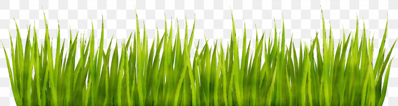 Green Grass Vegetation Wheatgrass Plant, PNG, 2999x803px, Watercolor, Fodder, Grass, Grass Family, Grassland Download Free