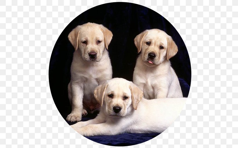 Labrador Retriever Golden Retriever Puppy Kitten, PNG, 512x512px, Labrador Retriever, Animal, Breed, Carnivoran, Companion Dog Download Free