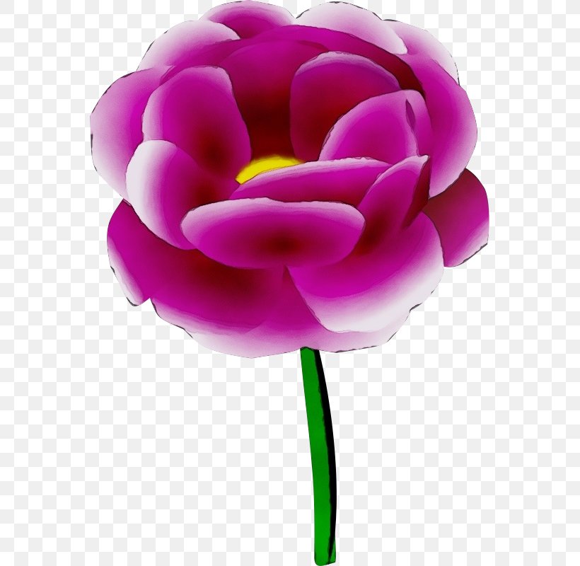 Petal Violet Purple Pink Flower, PNG, 565x800px, Watercolor, Cut Flowers, Flower, Flowering Plant, Magenta Download Free