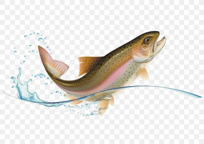 Rainbow Trout Stock Photography, PNG, 1920x1357px, Rainbow Trout, Bony Fish, Cod, Creative Market, Fauna Download Free