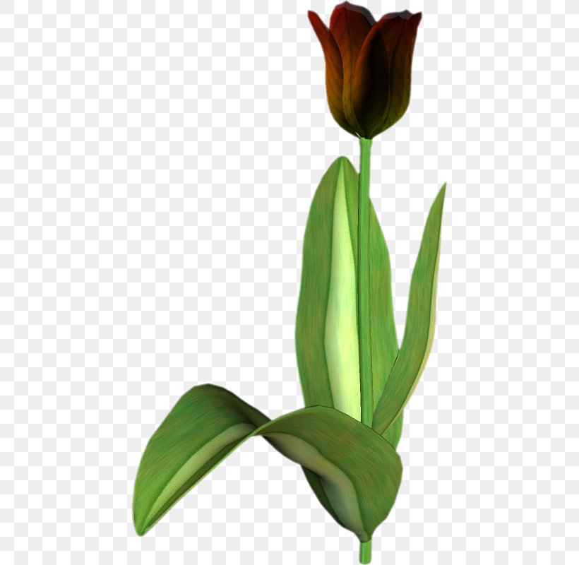 Tulip Cut Flowers Chomikuj.pl, PNG, 447x800px, Tulip, Bud, Chomikujpl, Cut Flowers, Flower Download Free