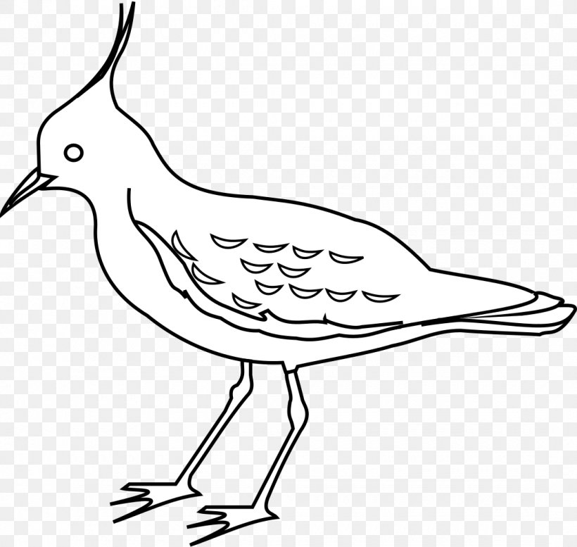 Clip Art Bird Drawing Northern Lapwing Image, PNG, 1080x1024px, Bird, Artwork, Beak, Black And White, Coloring Book Download Free