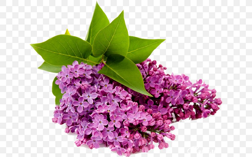 Common Lilac Flower Clip Art, PNG, 628x512px, Common Lilac, Flower, Lavender, Lilac, Purple Download Free