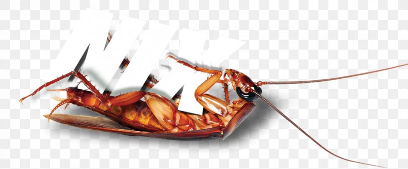 Insect Cockroach Pest Invertebrate Arthropod, PNG, 1200x500px, Insect, Animal, Arthropod, Cockroach, Invertebrate Download Free