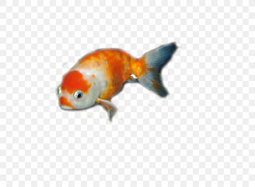 Goldfish Bony Fishes Feeder Fish Fauna, PNG, 600x600px, Goldfish, Bony Fish, Bony Fishes, Fauna, Feeder Fish Download Free