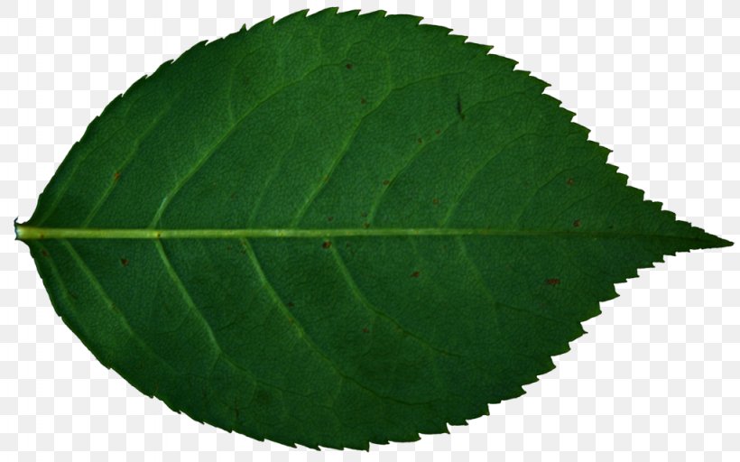 Leaf Rose Plant Stock Photography, PNG, 1024x640px, Leaf, Color, Deviantart, Extract, Gastroesophageal Reflux Disease Download Free