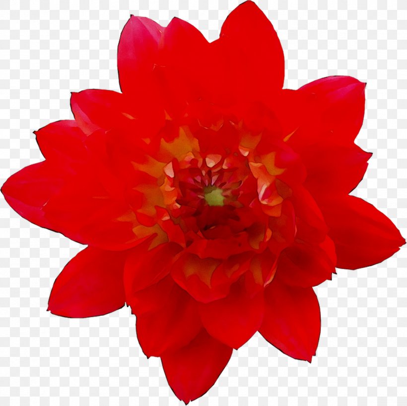 Peony Herbaceous Plant Annual Plant Cut Flowers Dahlia, PNG, 1108x1107px, Peony, Annual Plant, Cut Flowers, Dahlia, Flower Download Free