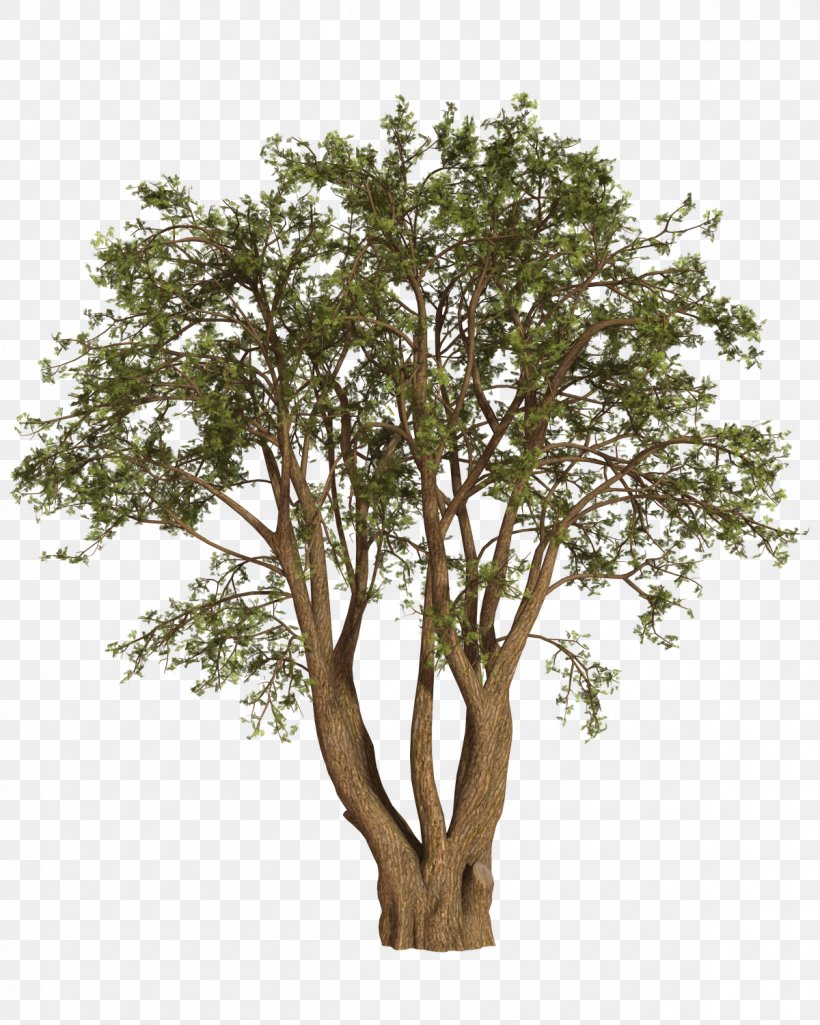 Tree Shrub Oak Willow, PNG, 1200x1500px, Tree, Animal, Bear, Branch, Display Resolution Download Free