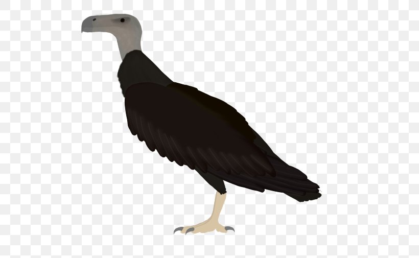 Vulture Seabird Beak Water Bird, PNG, 540x505px, Vulture, Beak, Bird, Bird Of Prey, Fauna Download Free