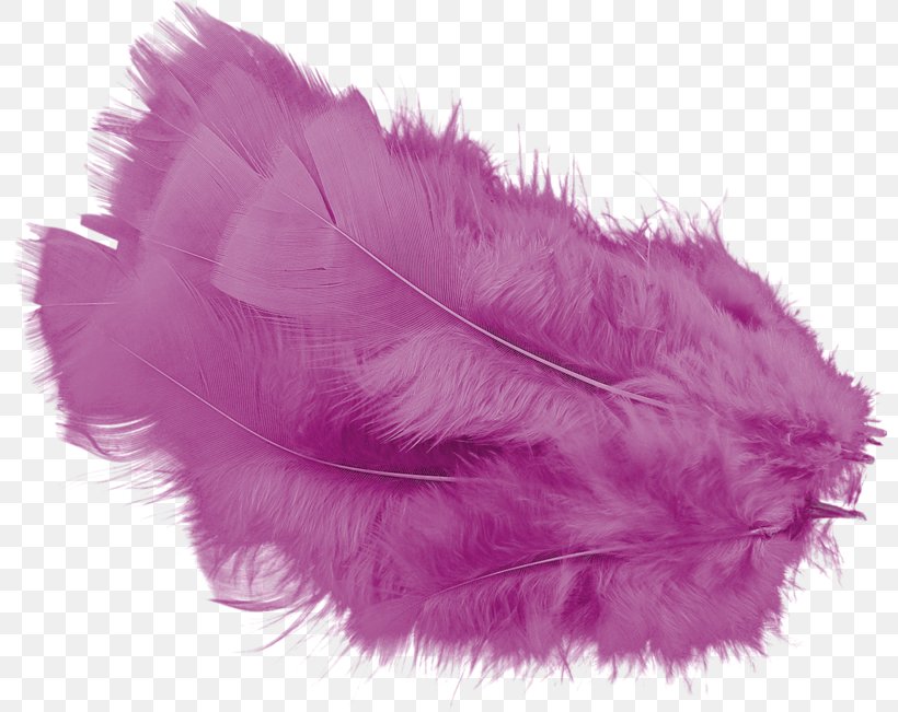 Feather Email Photography Clip Art, PNG, 800x651px, Feather, Blog, Email, Lilac, Magenta Download Free