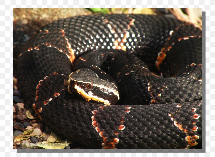 Kingsnakes Rattlesnake Vipers Hognose Snake, PNG, 800x600px, Kingsnakes, Art, Artist, Bushmaster, Bushmasters Download Free