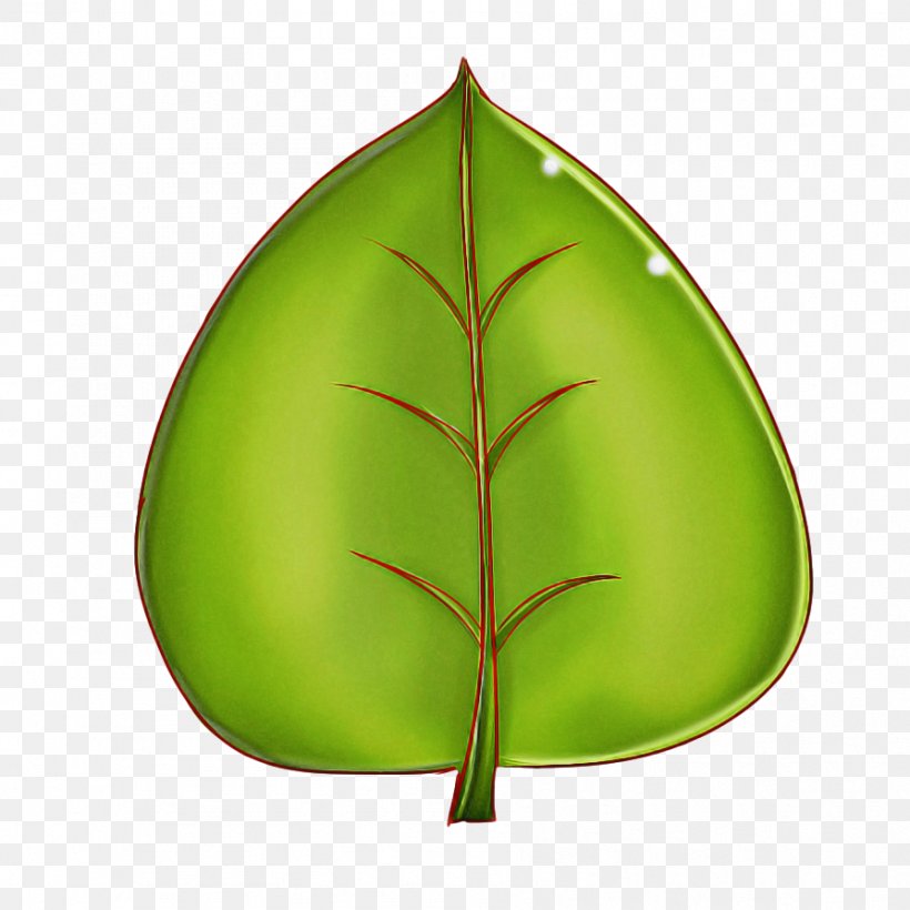 Leaf Green Plant Tree, PNG, 894x894px, Leaf, Green, Plant, Tree Download Free