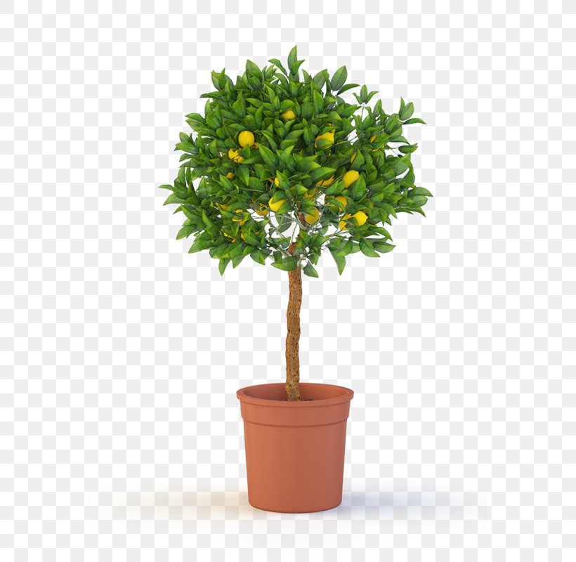 Tree Topiary Weeping Fig Container Garden Shrub, PNG, 727x800px, Tree, Artificial Flower, Birch, Cedar, Container Garden Download Free