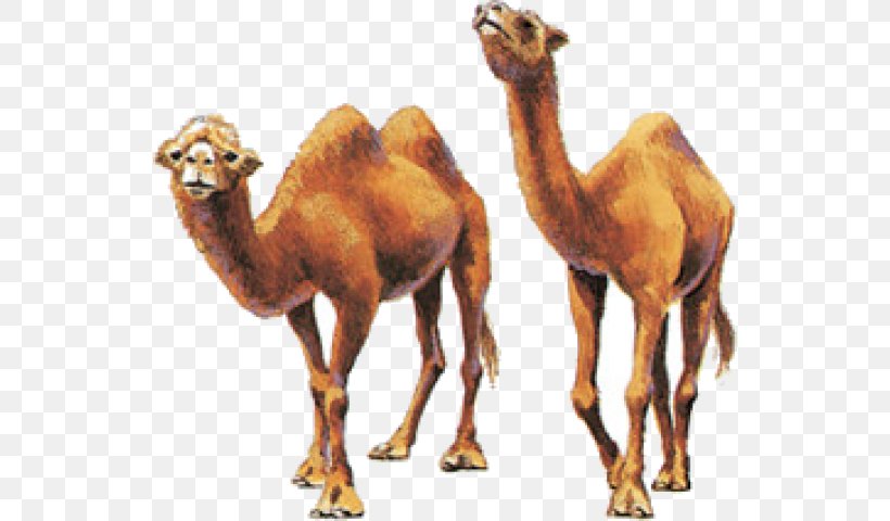 Dromedary Bactrian Camel Camel Milk Even-toed Ungulates, PNG, 538x480px, Dromedary, Animal, Arabian Camel, Bactrian Camel, Camel Download Free