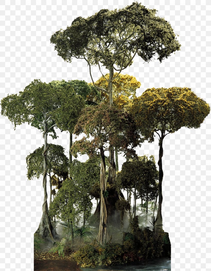 El Yunque National Forest Amazon Rainforest Cloud Forest Tree Canopy, PNG, 1440x1845px, El Yunque National Forest, Amazon Rainforest, Bonsai, Canopy, Cloud Forest Download Free