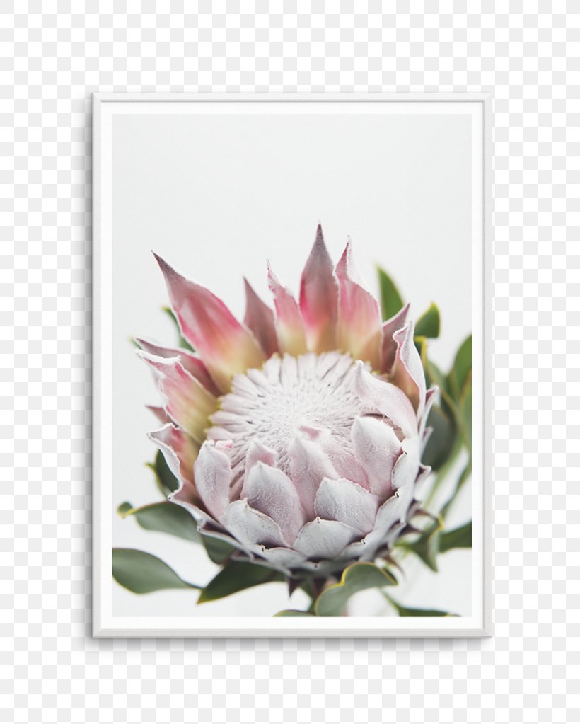 King Protea Bookcase Shelf Art Window, PNG, 812x1023px, King Protea, Art, Billy, Bookcase, Door Download Free