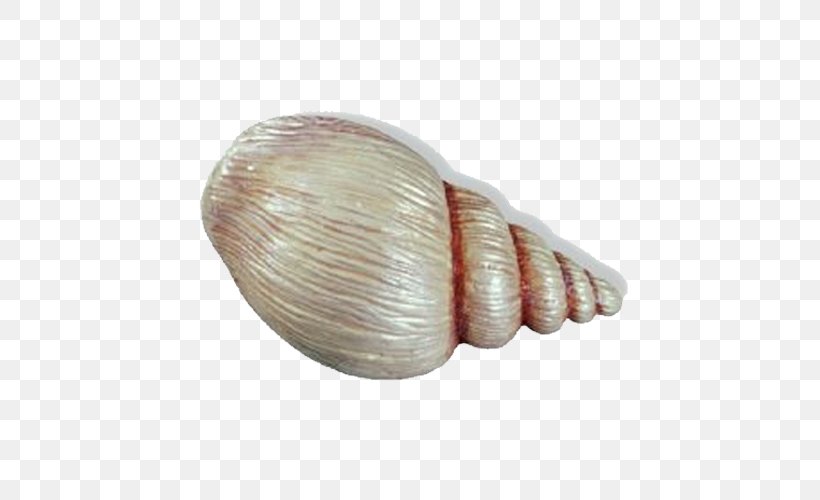 Cockle Veneroida Seashell Door Handle Child, PNG, 500x500px, Cockle, Bedroom, Child, Clam, Clams Oysters Mussels And Scallops Download Free