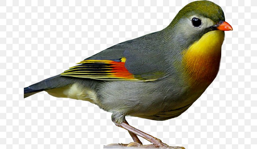 Common Nightingale European Robin Bird Finch Vertebrate, PNG, 668x475px, Common Nightingale, American Robin, Beak, Bird, Bird Sounds Download Free