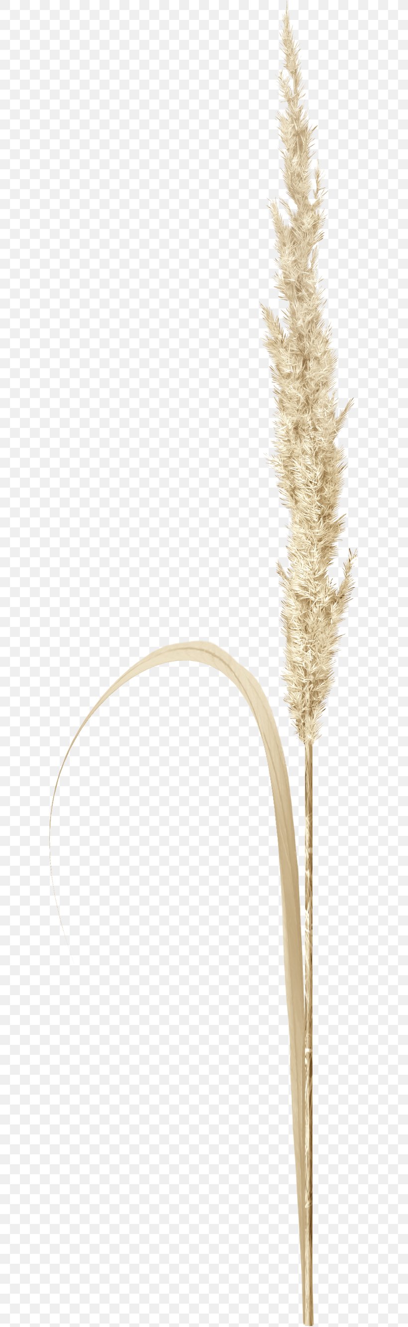 Grasses Twig Plant Stem Commodity Family, PNG, 622x2667px, Grasses, Commodity, Family, Grass, Grass Family Download Free