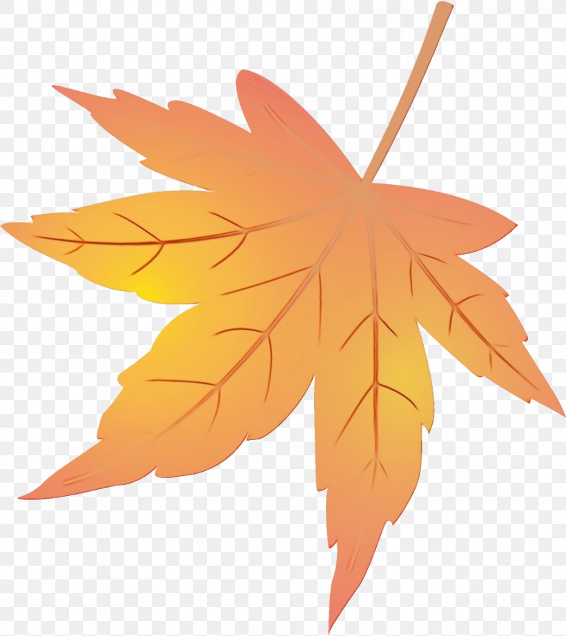Maple Leaf, PNG, 912x1026px, Watercolor, Black Maple, Leaf, Maple Leaf, Orange Download Free