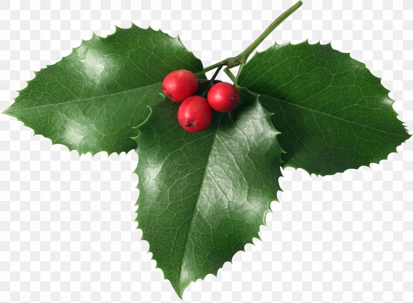 Mistletoe Phoradendron Tomentosum Clip Art, PNG, 3655x2690px, Mistletoe, Aquifoliaceae, Aquifoliales, Berry, Cherry Download Free