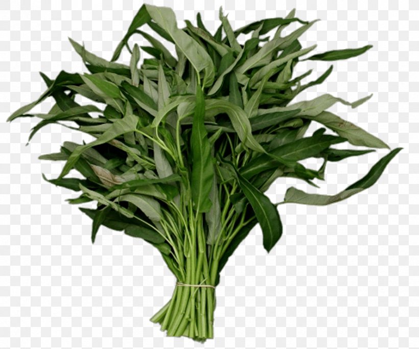 Water Spinach Image Vegetable Project, PNG, 888x740px, Water Spinach, Cabbage, Elephant Foot Yam, Flowerpot, Grass Download Free