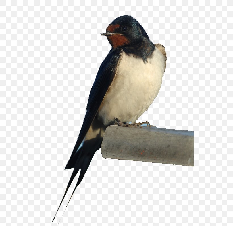 Edible Bird's Nest Barn Swallow Bird Nest, PNG, 545x792px, Bird, American Cliff Swallow, American Sparrows, Barn Swallow, Beak Download Free