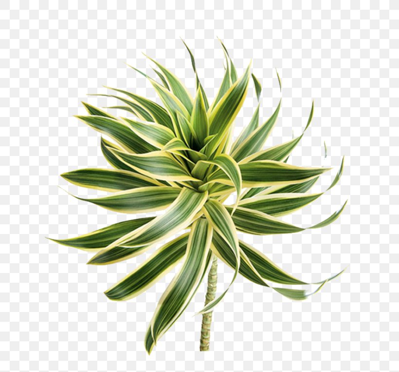 Follaje Plant Stem Flower Song Dracaena Reflexa, PNG, 768x763px, Follaje, Dracaena, Dracaena Reflexa, Flower, Grass Download Free