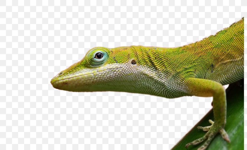 Frilled-neck Lizard Reptile Desktop Wallpaper Cat, PNG, 800x500px, Lizard, American Chameleon, Animal, Bearded Dragon, Cat Download Free
