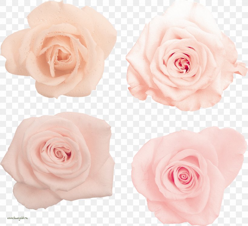 Garden Roses Centifolia Roses Floribunda Flower Bouquet, PNG, 2530x2310px, Garden Roses, Artificial Flower, Centifolia Roses, Cut Flowers, Floribunda Download Free