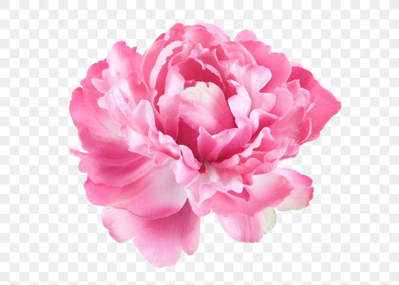 Peony Pink Flowers Kulvase Paeonia Lactiflora, PNG, 960x688px, Peony, Carnation, Cut Flowers, Flower, Flowering Plant Download Free